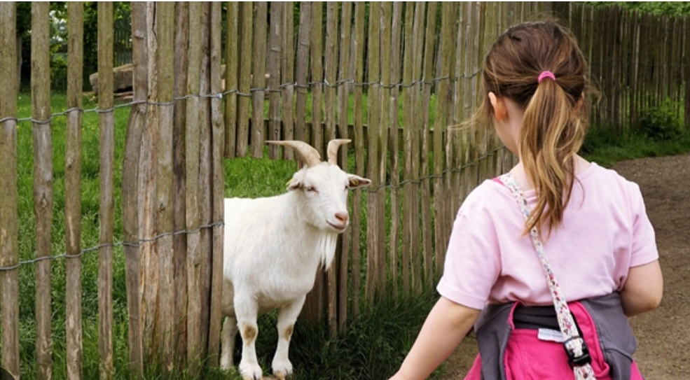 Image média: Une ferme pédagogique 