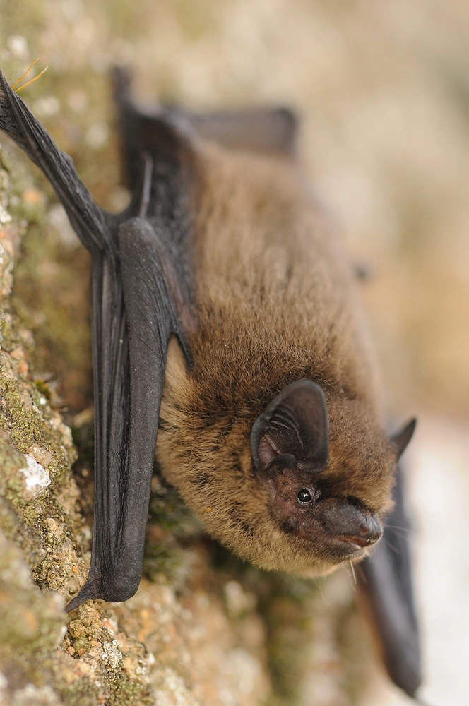 Image média: Amélioration de la prise en compte des chauves-souris au sein du bâtit et des espaces de nature nancéiens
