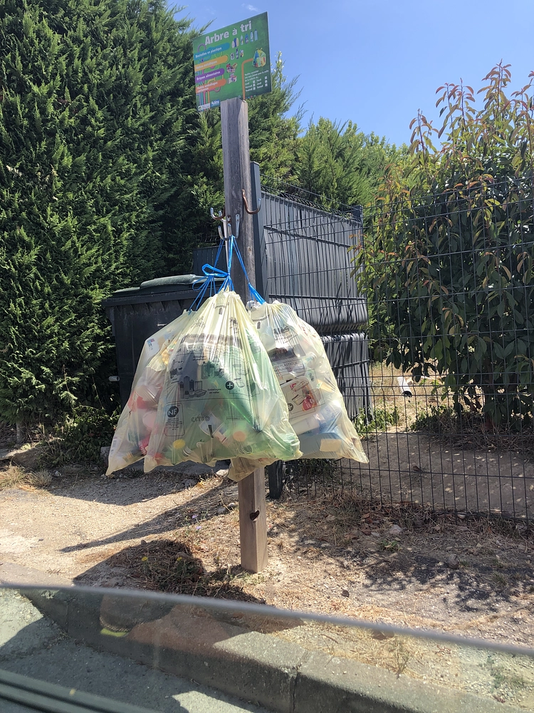 Image média: Arbres à sacs jaunes